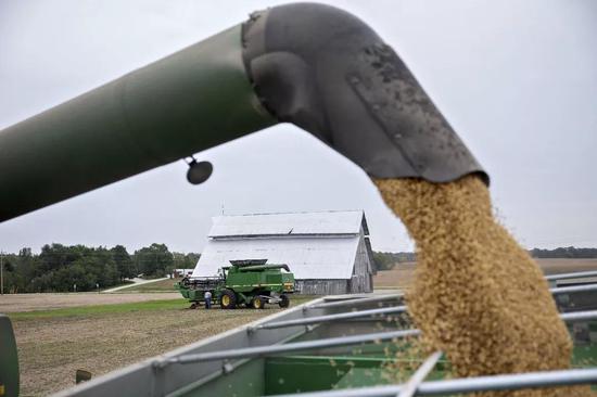  ▲目前人们乐观地认为，中国将很快恢复购买美国大豆。（视觉中国）